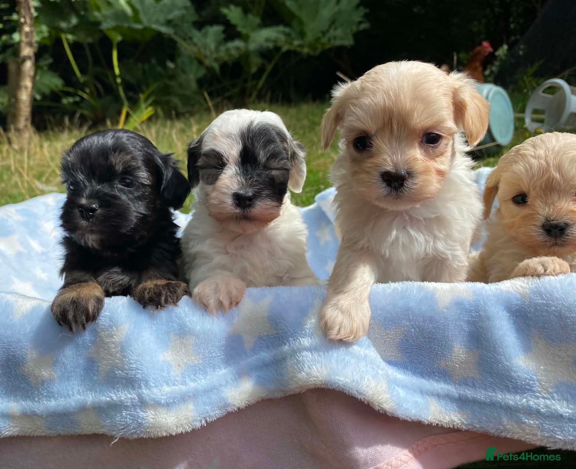 Maltipoo dogs F1 Korean Maltipoo puppies  - Advert 13