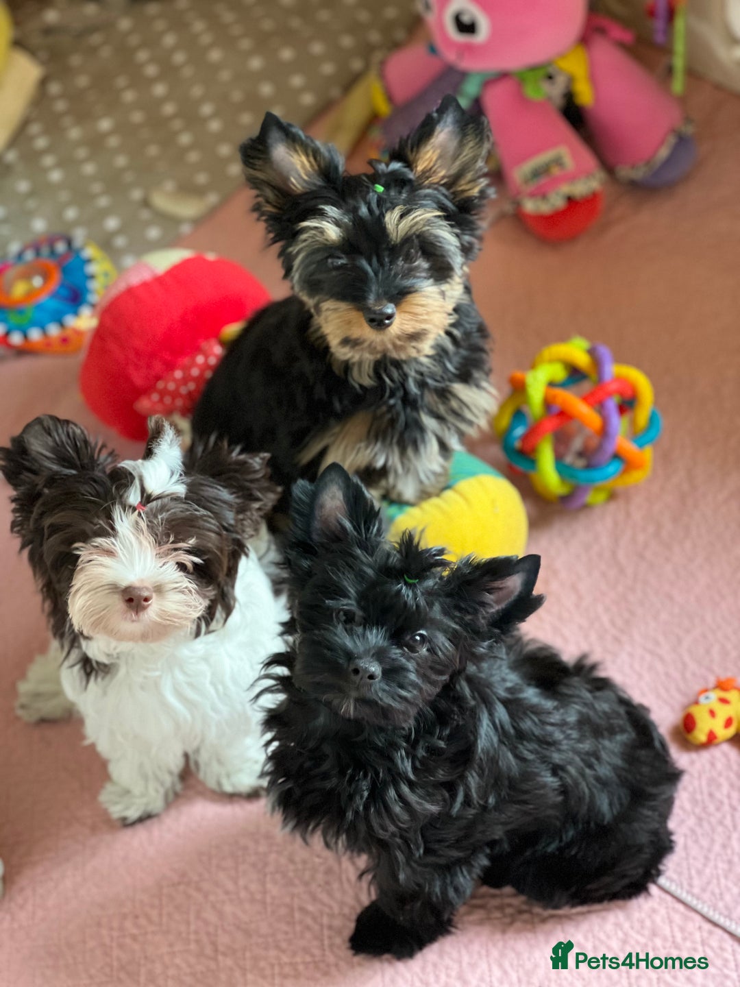 Yorkshire Terrier dogs for sale: Tiny Boys !!! Pedigrees !!! in Coventry - Image 25