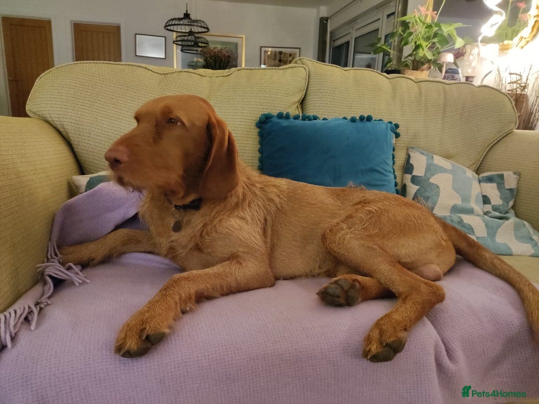 Mixed Breed dogs for sale: Expected Wirehaired Vizla x GWH Pointer puppies  - Image 5