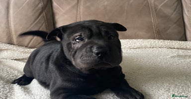 Shar Pei dogs in Plymouth - Advert 3