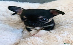 Mixed Breed dogs for sale: Chihuahua with a bit of French Bulldog puppies - Advert 29