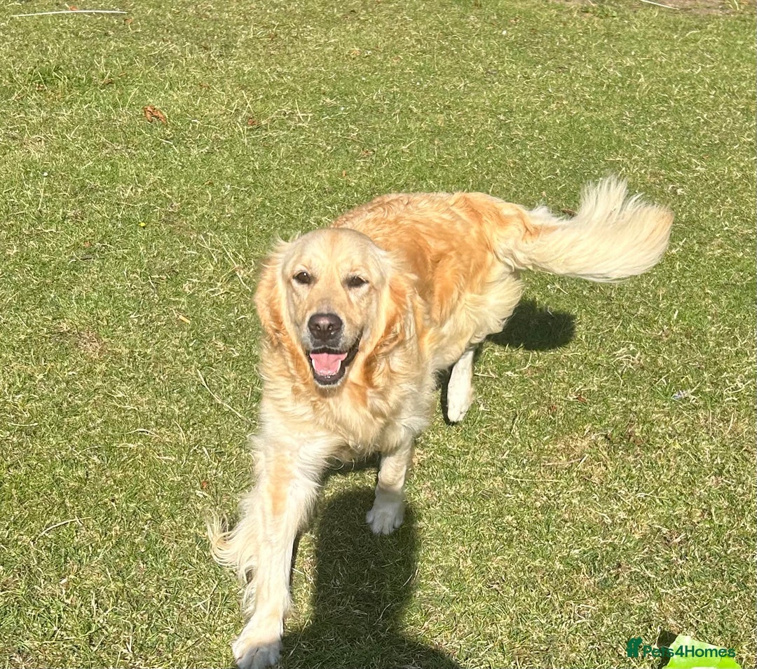 Golden Retriever dogs for sale: Kc registered Golden Retriever puppies available  - Image 5