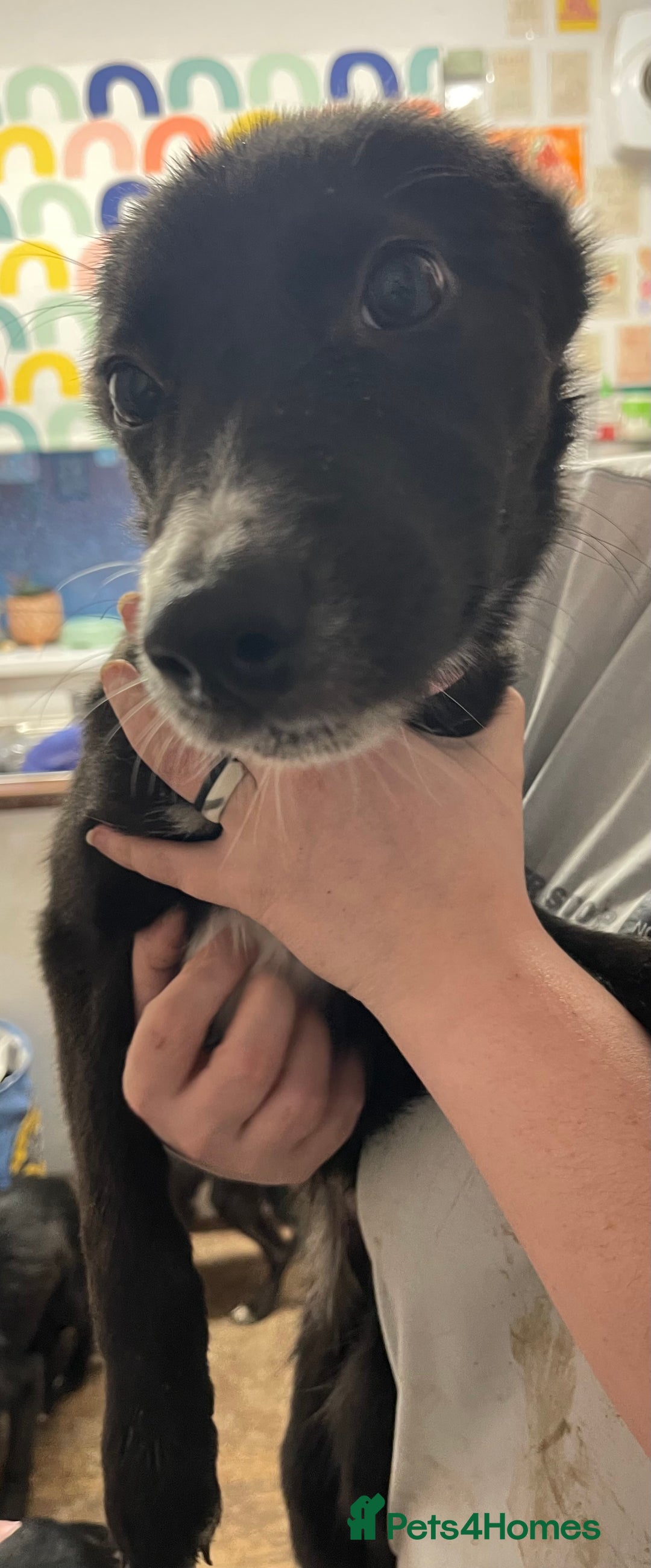 Mixed Breed dogs for sale: Collie cross pups  - Advert 6