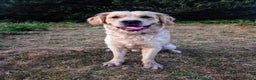 Golden Retriever dogs for stud: 0/0 Hips Proven Working Golden Retriever For Stud  in Taunton - Advert 11