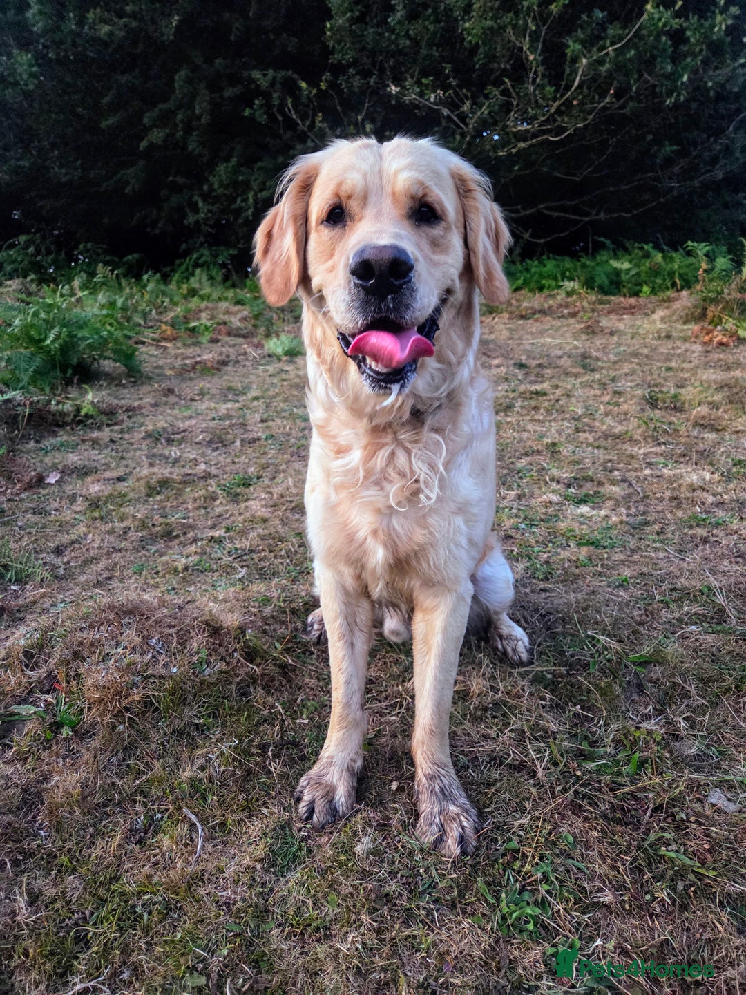 Golden Retriever dogs for stud: 0/0 Hips Proven Working Golden Retriever For Stud  in Taunton - Image 11