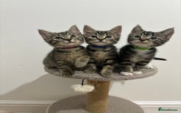 American Shorthair cats for sale: 🌟Adorable kittens now ready 4 forever home🌟 - Image 1