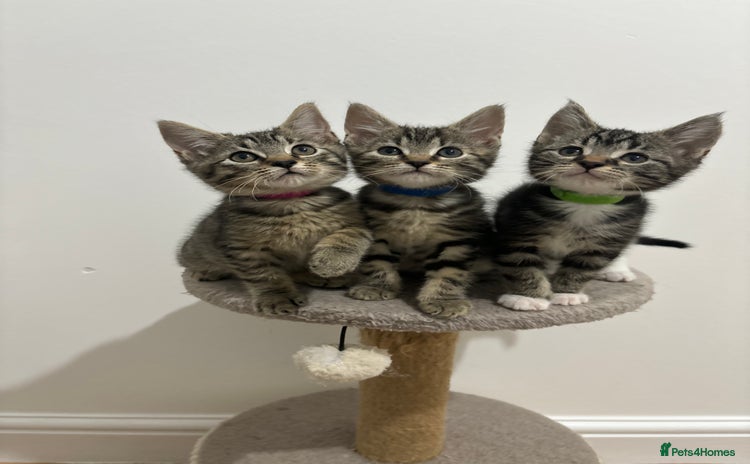 American Shorthair cats - Advert 8