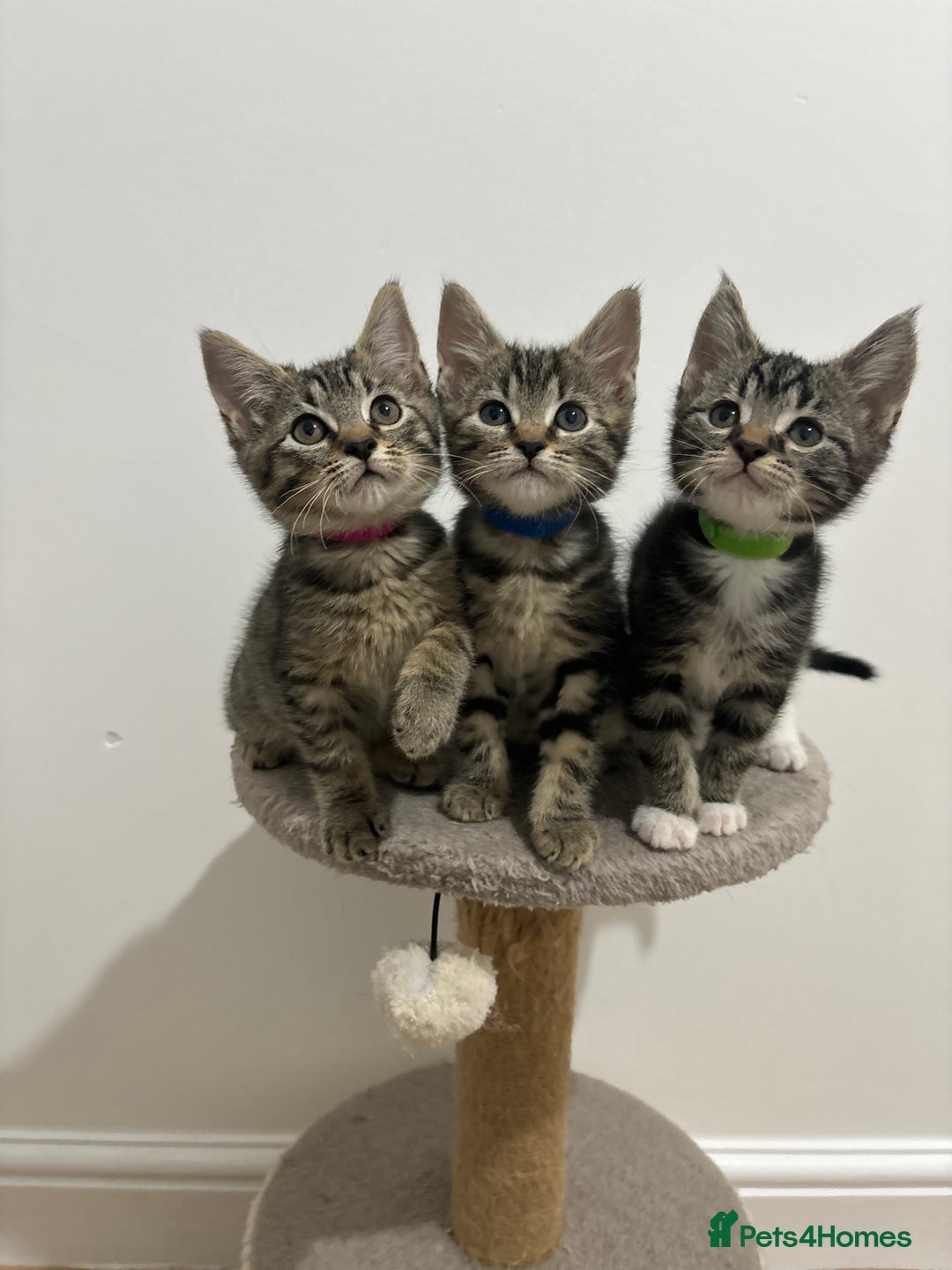 American Shorthair cats for sale: 🌟Adorable kittens now ready 4 forever home🌟 - Image 1