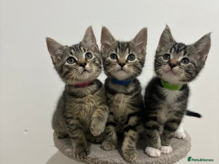 American Shorthair cats - Advert 29