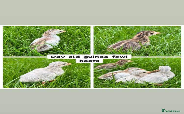 Guinea Fowl poultry - Advert 1