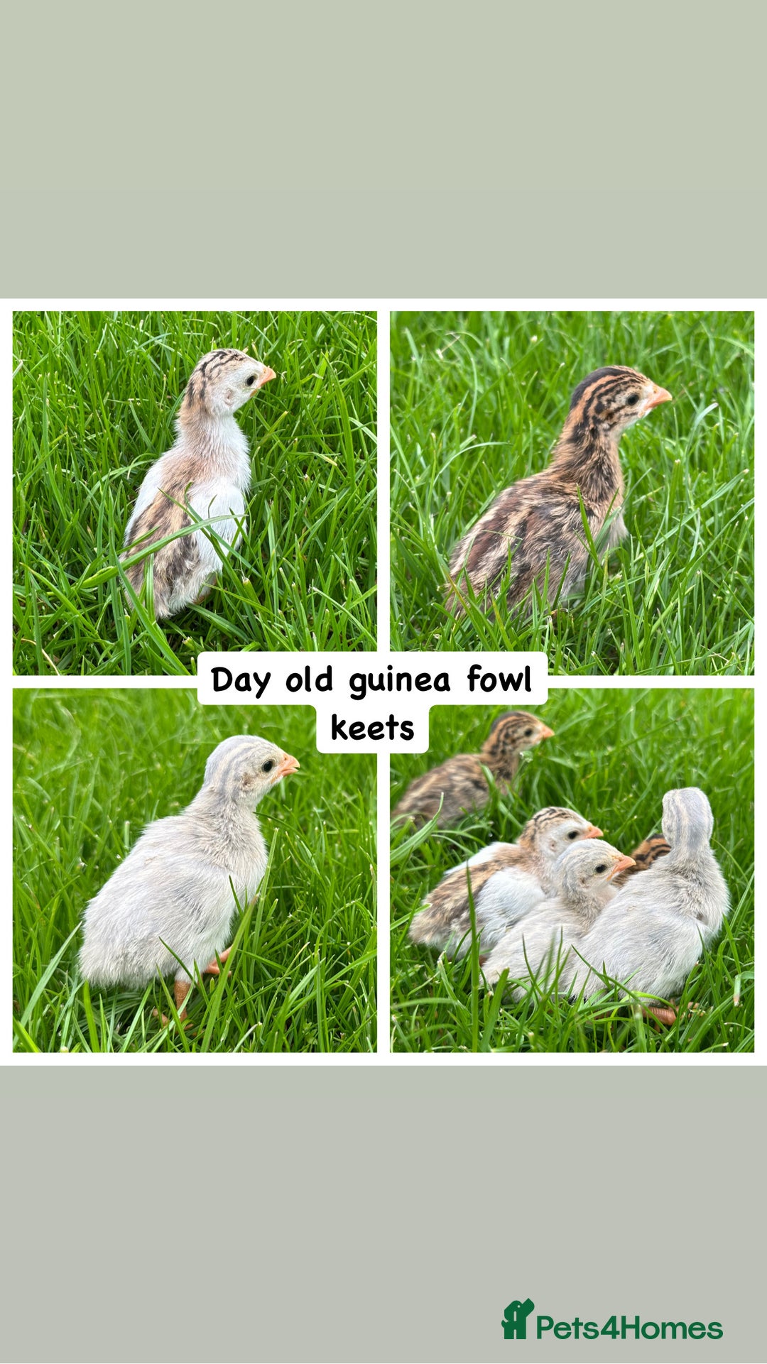 Guinea Fowl poultry for sale: Day old guinea fowl keets  - Image 1