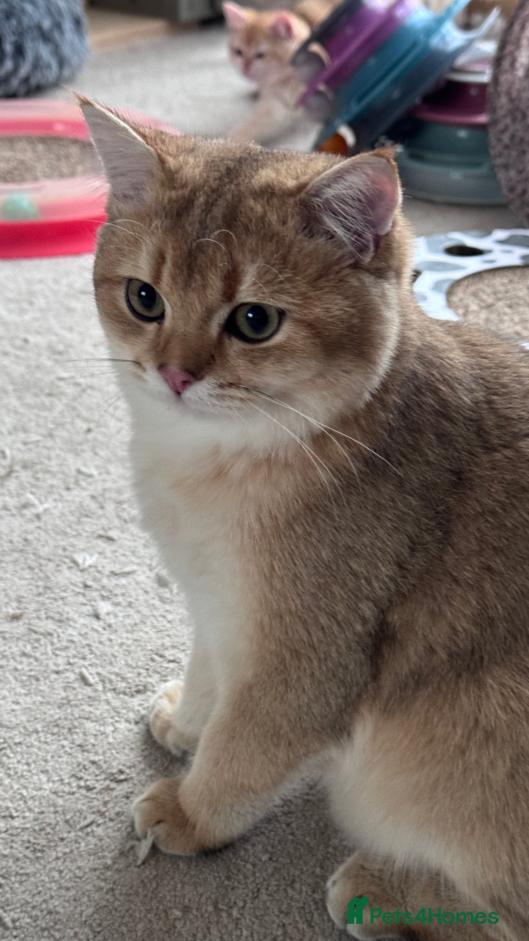 British Shorthair cats for sale: BSH GCCF NY12 Golden black tipped one girl left  in Basildon - Advert 5