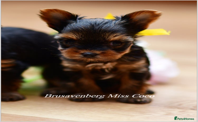 Yorkshire Terrier dogs - Advert 13