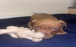 Mixed Breed dogs for sale: Staff puppies for sale!!!!! Weened and Ready now!! - Image 8