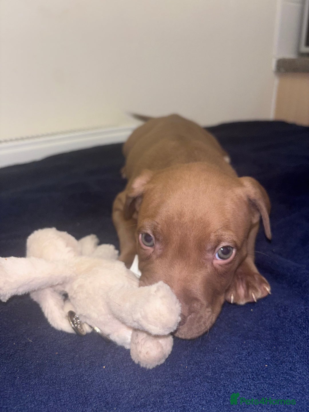 Mixed Breed dogs for sale: Staff puppies for sale!!!!! Weened and Ready now!! - Image 8