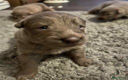 German Shepherd dogs for sale: Very rare Isabella German Shepherd pups - Image 2