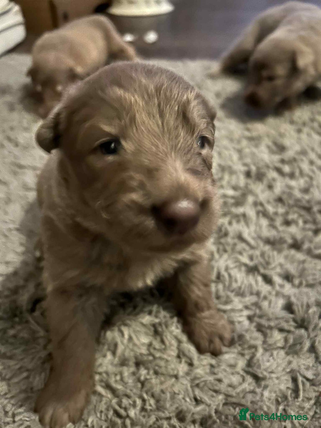 German Shepherd dogs for sale: Very rare Isabella German Shepherd pups - Image 2