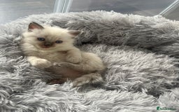 Ragdoll cats for sale: Blue colourpoint Ragdolls  - Image 10