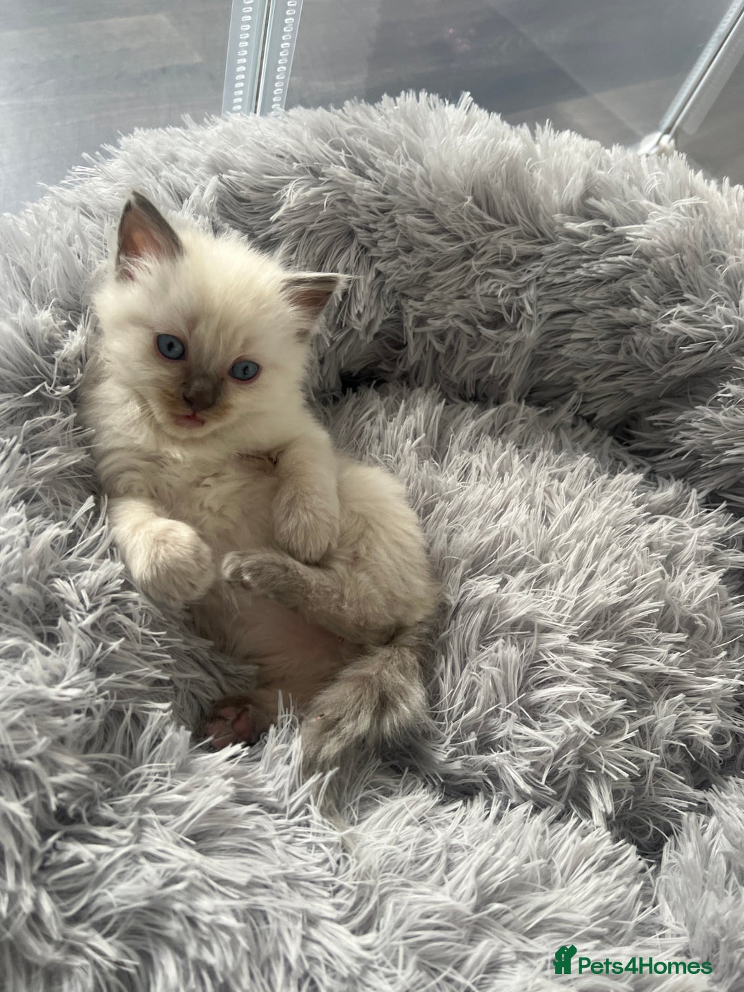 Ragdoll cats for sale: Blue colourpoint Ragdolls  - Image 10