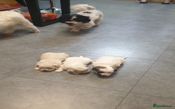 Bichon Frise dogs for sale: Bishon poppy's available  - Image 15
