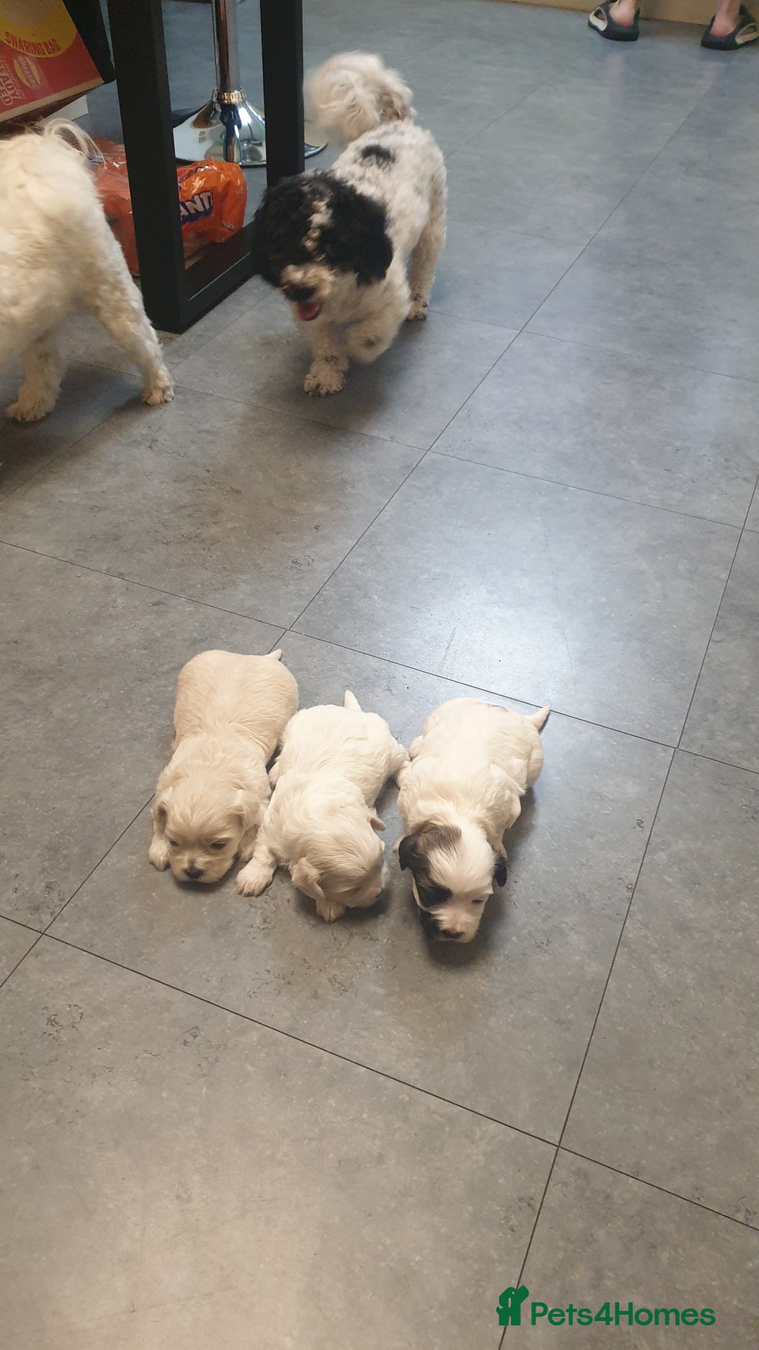 Bichon Frise dogs for sale: Bishon poppy's available  - Image 15