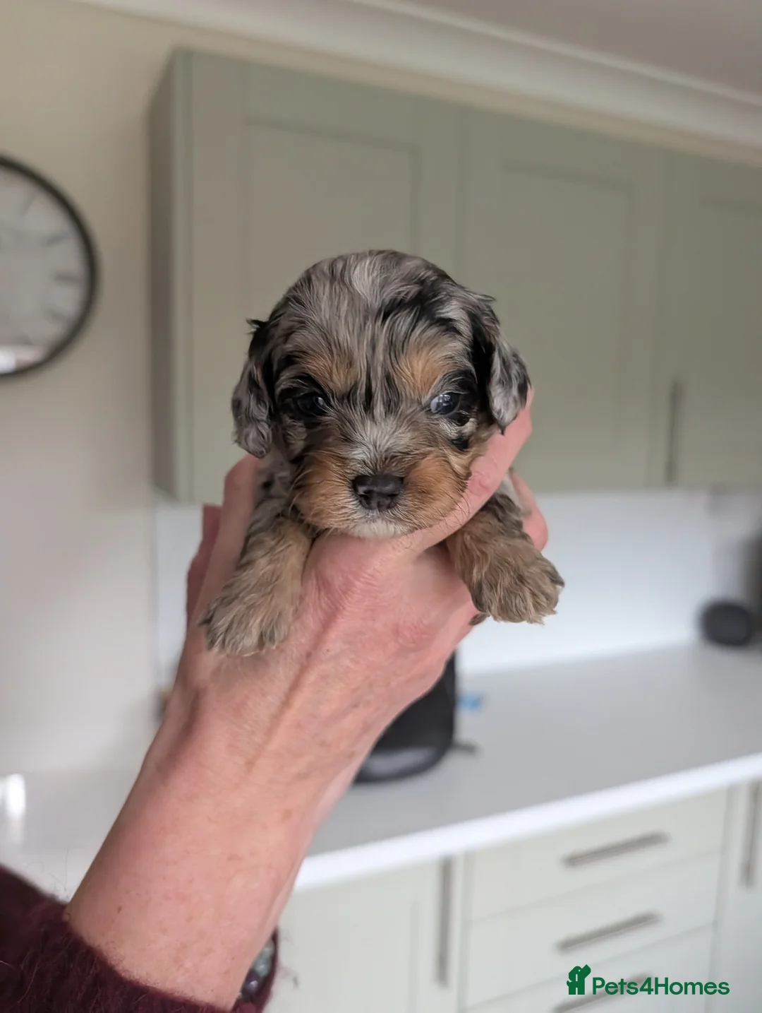 Cavapoo dogs for sale: Cavapoo puppies  - Advert 2