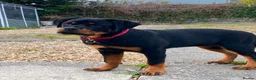 Rottweiler dogs for sale: Rottweiler puppies for show & breeding - Advert 13