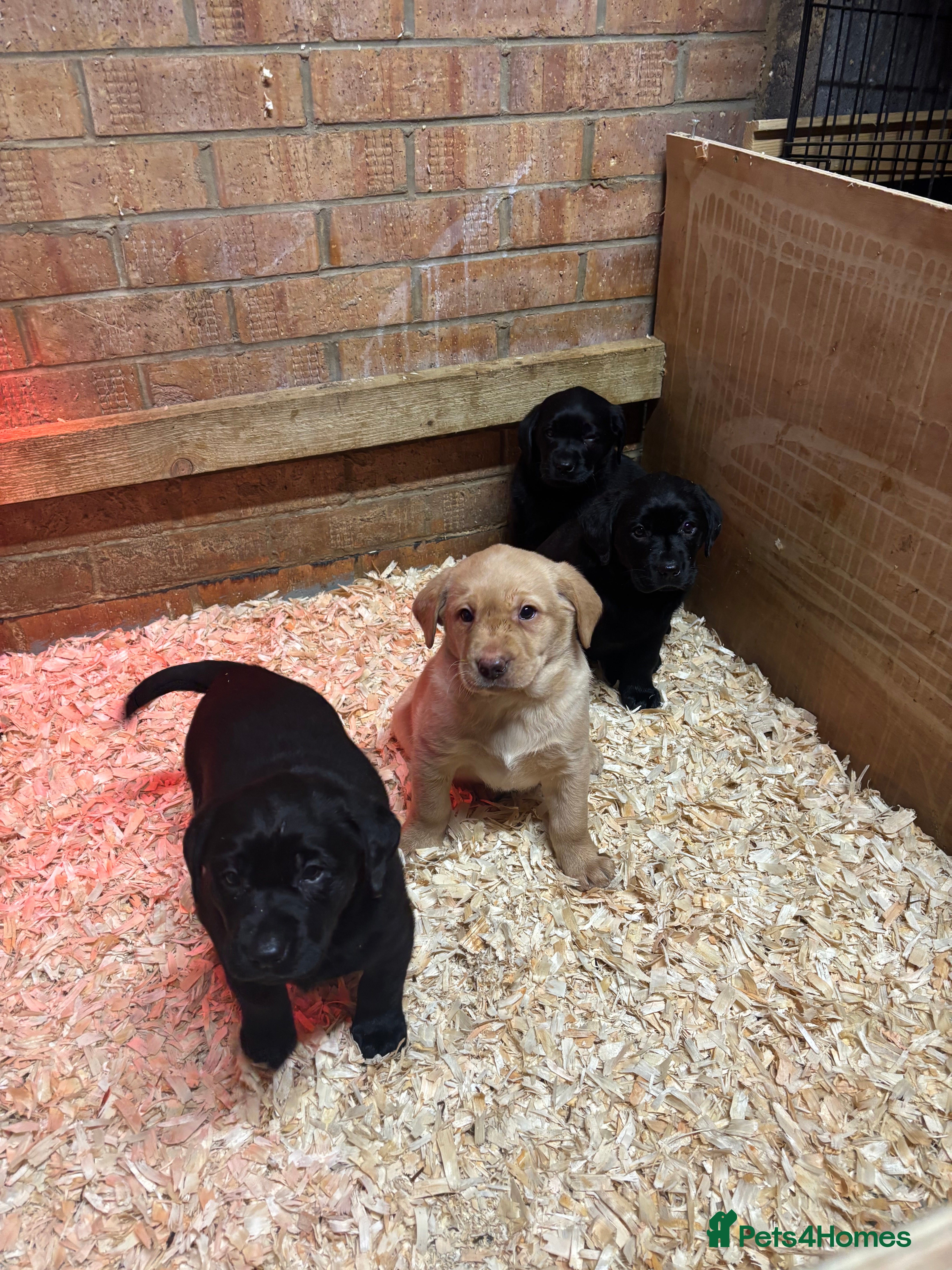 Labrador Retriever dogs Pure chunky Labrador puppies - Advert 15