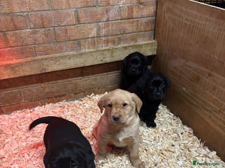 Labrador Retriever dogs Pure chunky Labrador puppies - Advert 15