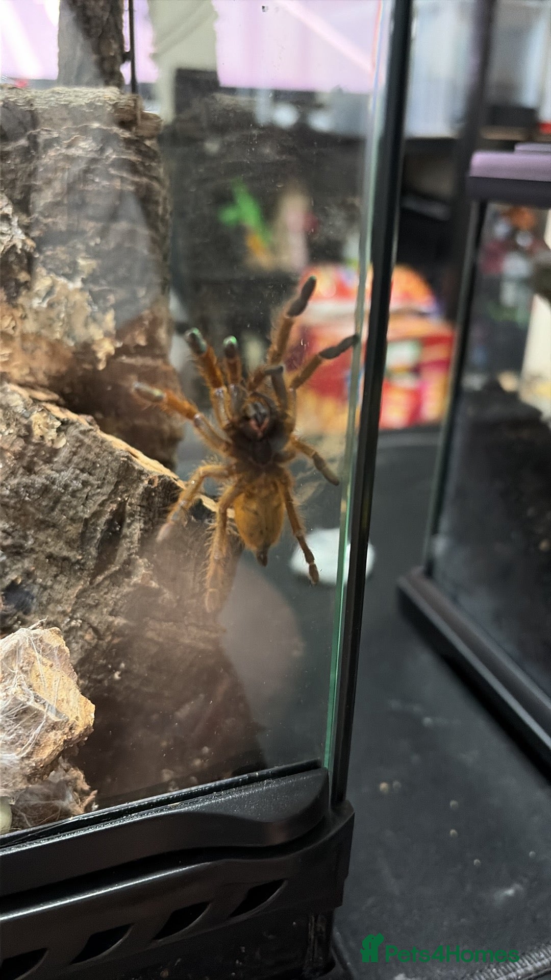 Tarantulas invertebrates for sale: Goliath birdeater, OBT and more - Advert 2