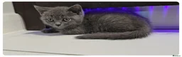 Scottish Fold cats for sale: Beautiful Scottish Fold,British & Munchkin Kittens - Advert 21