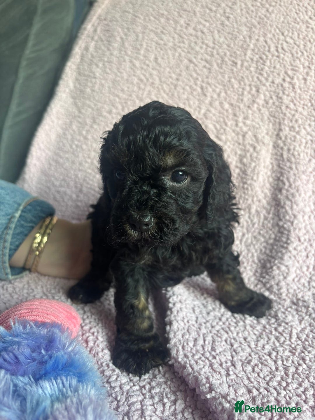 Cavapoo dogs for sale: ⭐️CAVAPOO F1B PUPPIES⭐️ - Image 8