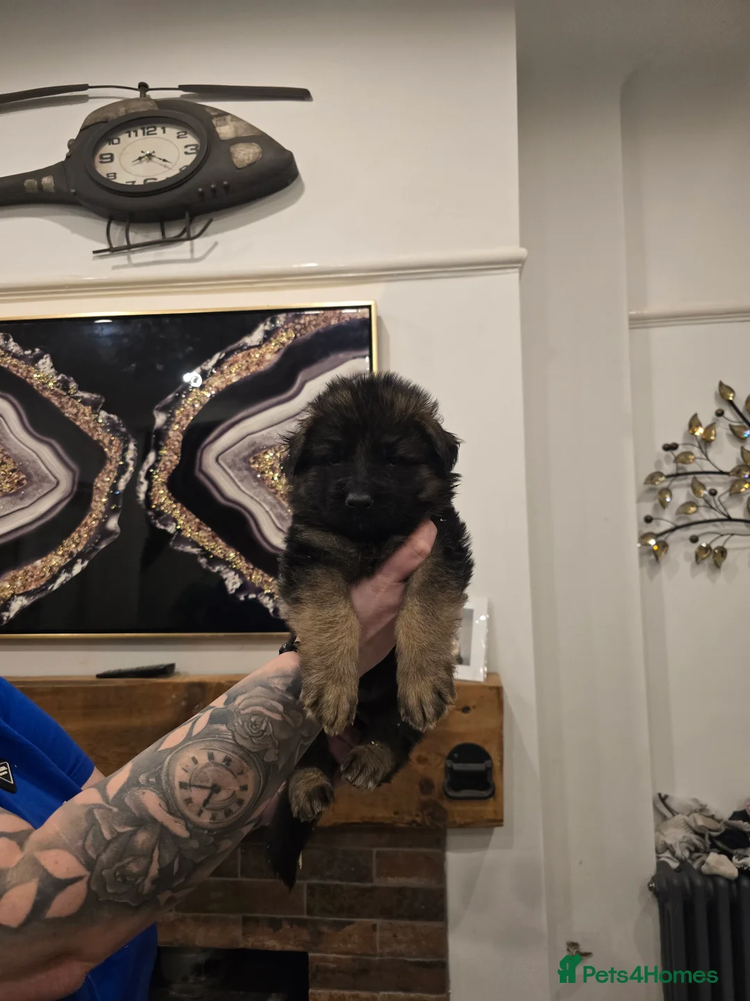 German Shepherd dogs for sale: German shepherd long hair straigh back - Advert 10