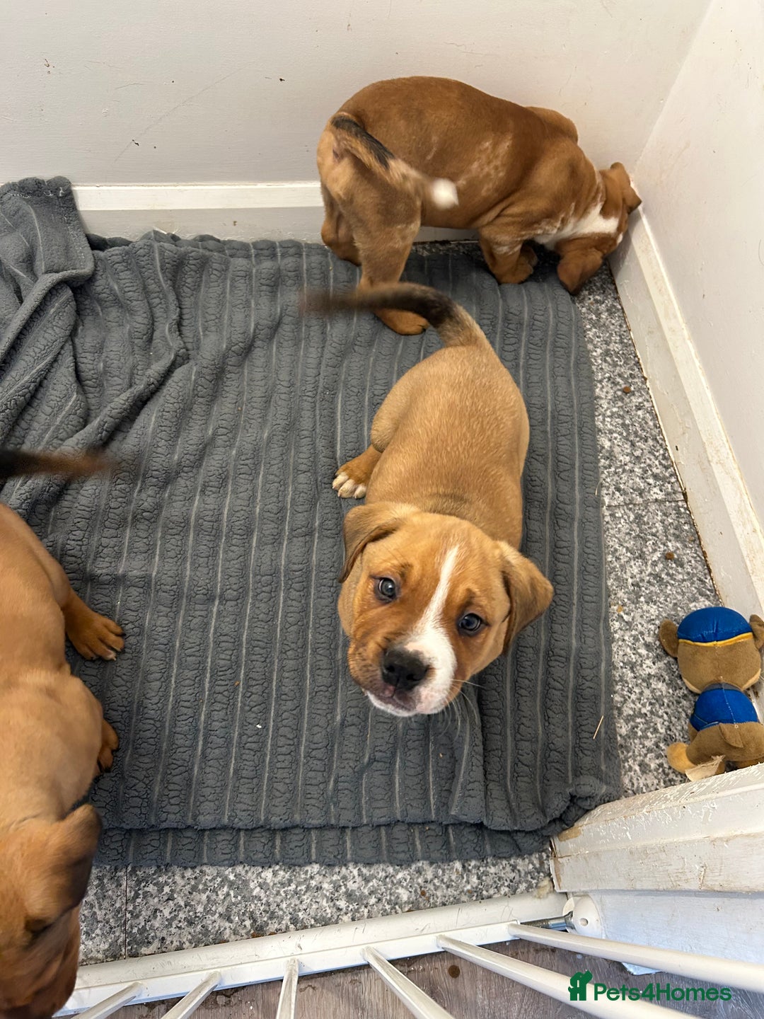 Mixed Breed dogs for sale: 3 beautiful puppies available  - Advert 23