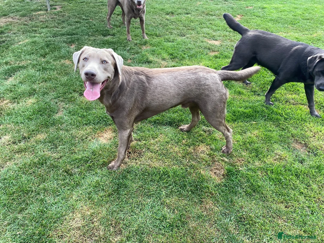 Labrador Retriever dogs for stud: Championship lines, KC silver lab stud 0.0% COI in Cambridge - Advert 19