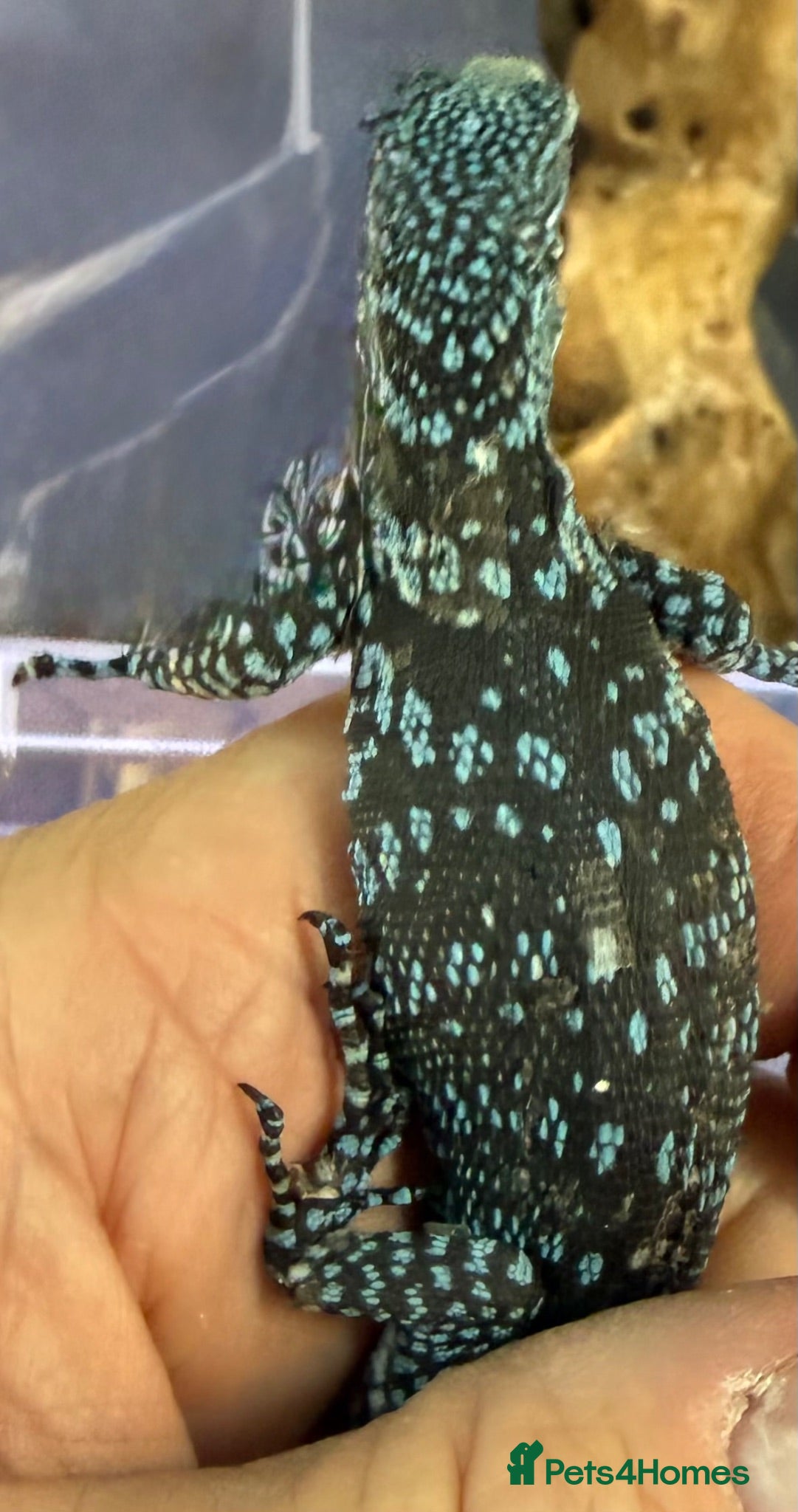 Monitor reptiles Blue Tree Monitor Male - Advert 2