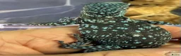 Monitor reptiles for sale: Blue Tree Monitor Male - Advert 1