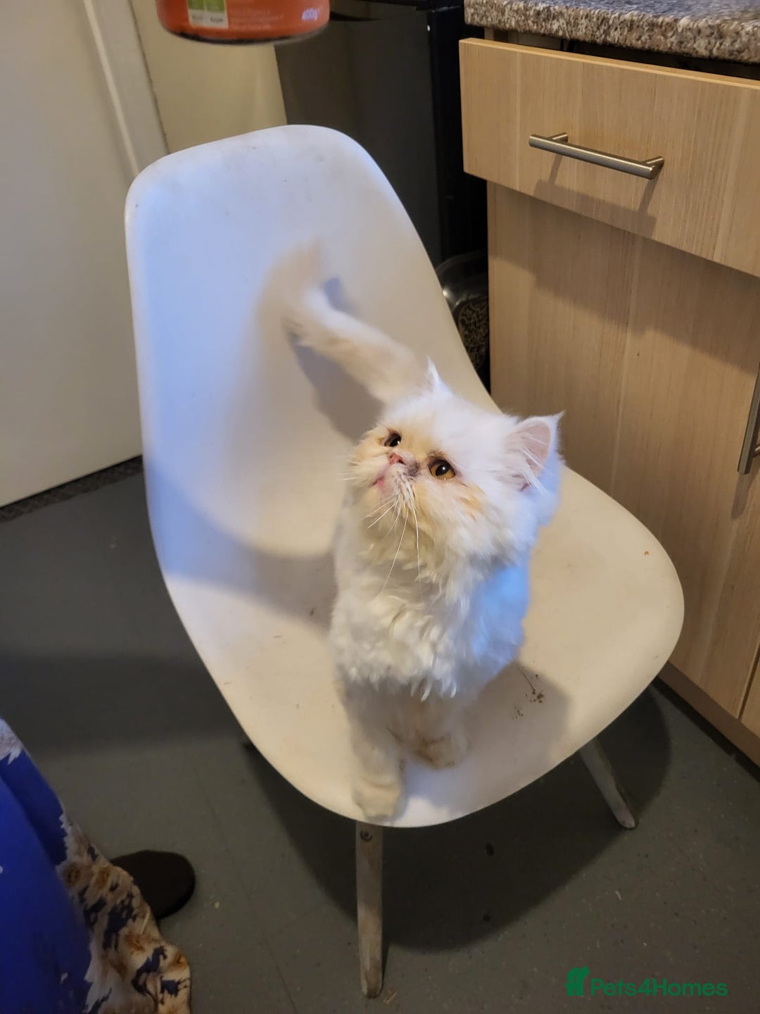 Persian cats for sale: A female Persian cat. - Advert 9