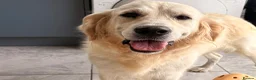 Golden Retriever dogs for sale: Kc registered health tested parents  - Advert 18