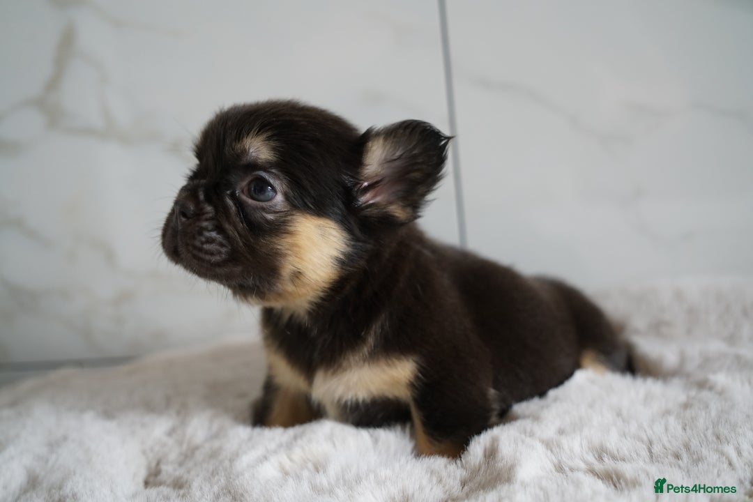 French Bulldog dogs for sale: Exceptional Fluffy French Bulldog Puppies - Image 5
