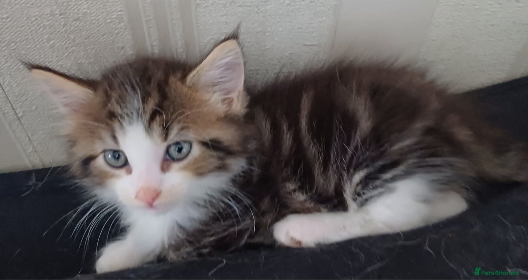 Maine Coon cats for sale: **Maine coon mixed**LAST MALE AVAILABLE** - Image 2