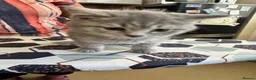 British Shorthair cats for sale: Male British short hair kitten - Advert 6