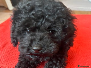 Toy Poodle dogs Toy Poodle (1 boy left to find their home) - Advert 3