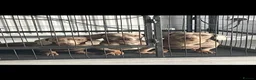 Dachshund dogs for sale: Dachshunds - Advert 4