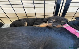 Mixed Breed dogs for sale: 3/4 patterdale 1/4 staffy x cavapoo pups - Image 8