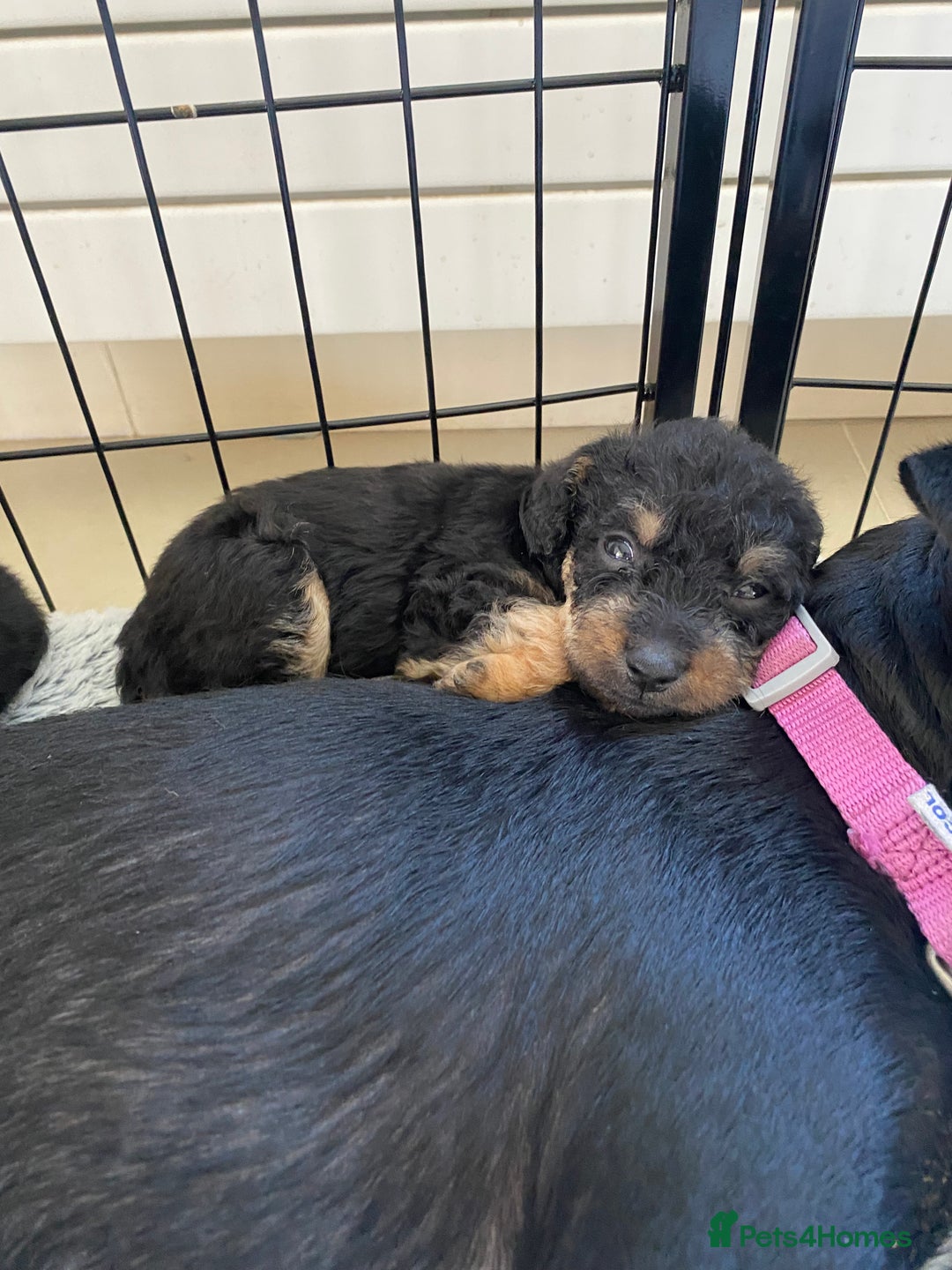Mixed Breed dogs for sale: 3/4 patterdale 1/4 staffy x cavapoo pups - Image 8
