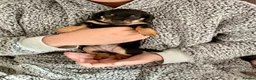 Chiweenie dogs for sale: 5 beautiful home reared  Chiweenie puppies - Advert 10