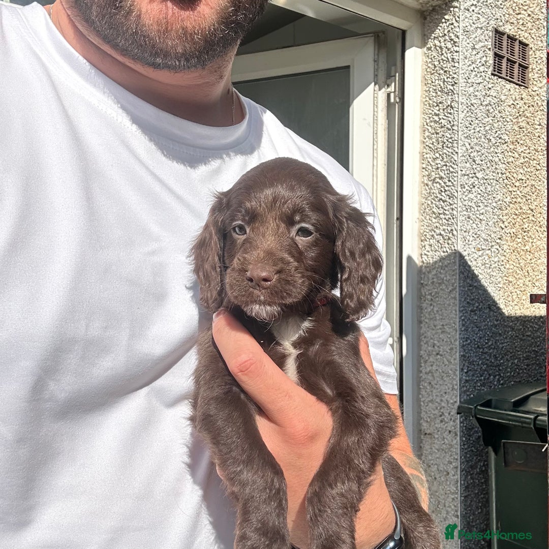 Cockapoo dogs for sale: 🌟 Stunning Cockapoo puppies  🌟  - Image 4