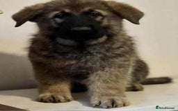 German Shepherd dogs for sale: German shepherd pups  - Image 27