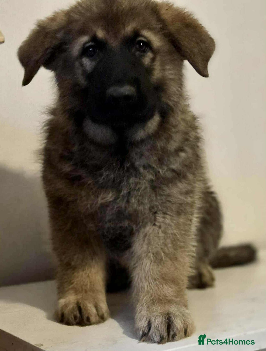 German Shepherd dogs for sale: German shepherd pups  - Image 27